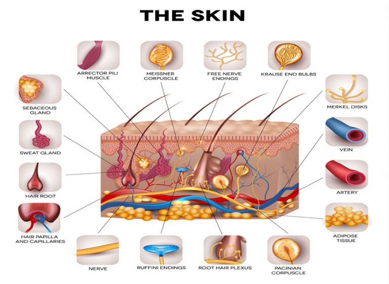 DERMATOLOGY – Dr Sonal Sanghavi