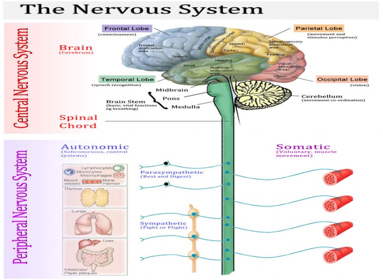 NEUROLOGICAL – Dr Sonal Sanghavi